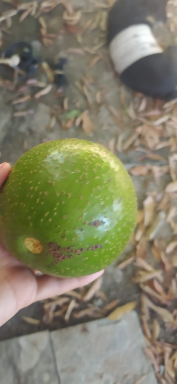 2 Graines d'avocat de Guadeloupe - Noyau d'avocatier de guadeloupe - graines d'avocat tropicaux - Avocat -Persea americana Mill -Mon Jardin Tropical-