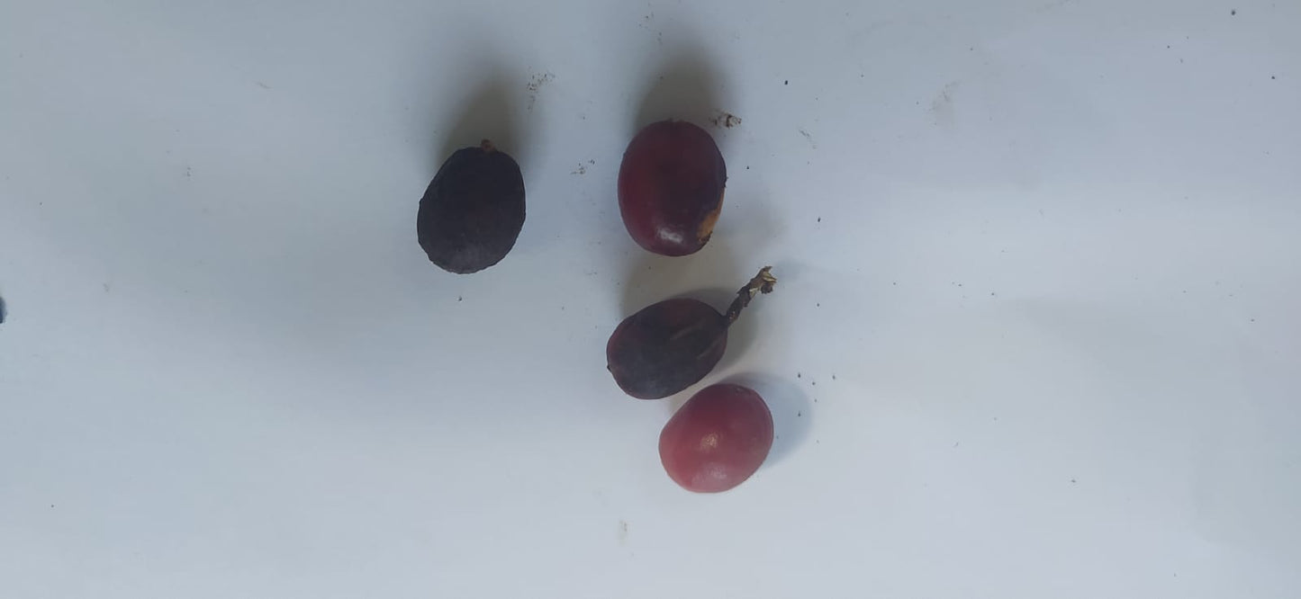 3 Graines de Croton - Codiaeum variegatum - Croton Codiaeum Variegatum-Mon Jardin Tropical-