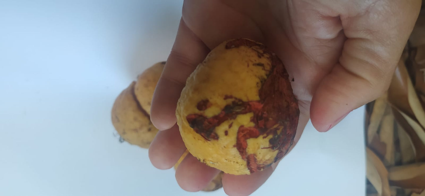 2 Graines d'avocat de Guadeloupe - Noyau d'avocatier de guadeloupe - graines d'avocat tropicaux - Avocat -Persea americana Mill -Mon Jardin Tropical-