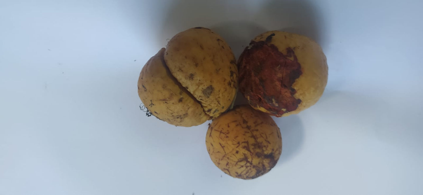 2 Graines d'avocat de Guadeloupe - Noyau d'avocatier de guadeloupe - graines d'avocat tropicaux - Avocat -Persea americana Mill -Mon Jardin Tropical-