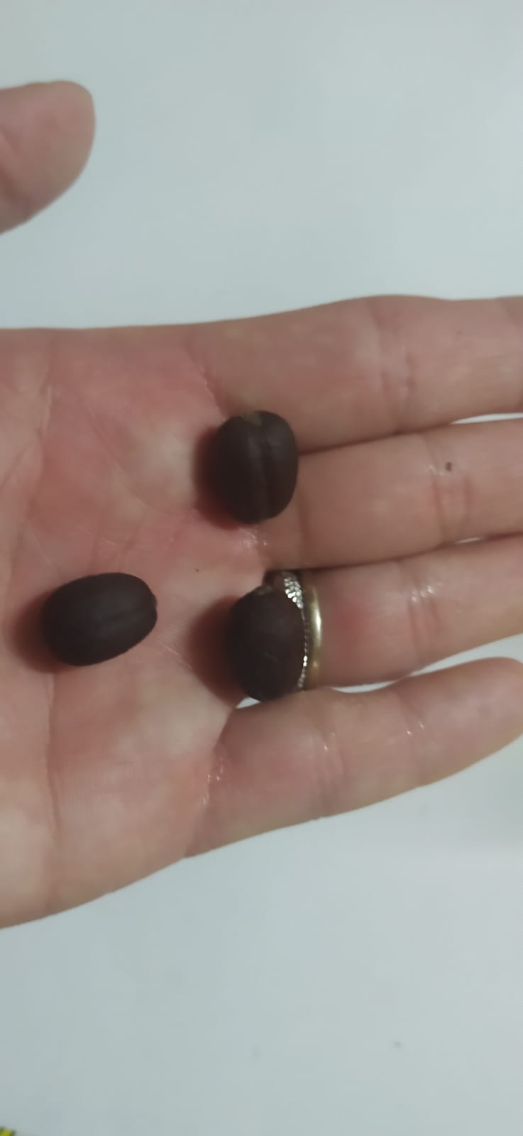 5 Graines heliconia- graine de balisier - semence heliconia - graines à planter -Mon Jardin Tropical- - plante exotique - fleur tropicale