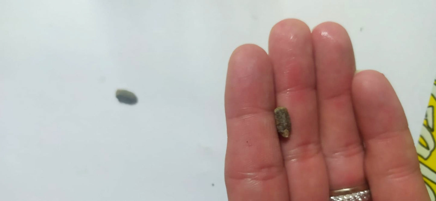 5 Graines heliconia- graine de balisier - semence heliconia - graines à planter -Mon Jardin Tropical- - plante exotique - fleur tropicale