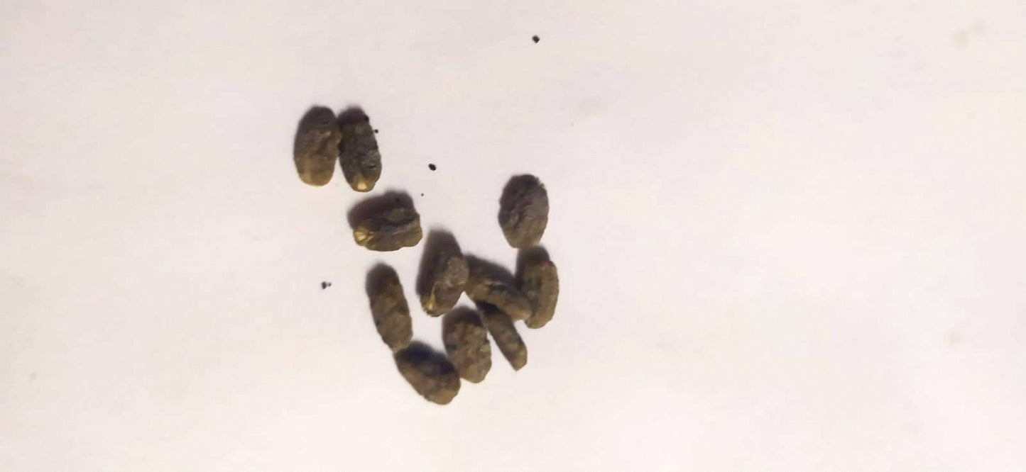 5 Graines heliconia- graine de balisier - semence heliconia - graines à planter -Mon Jardin Tropical- - plante exotique - fleur tropicale