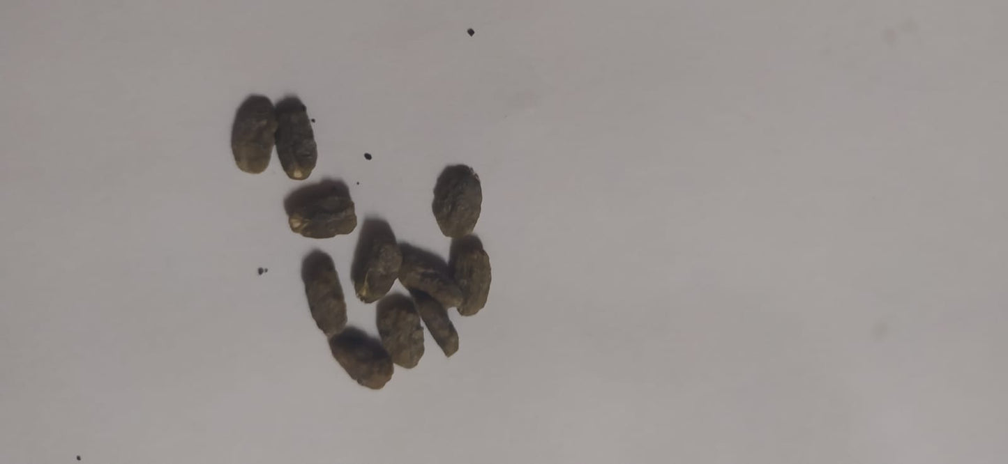 5 Graines heliconia- graine de balisier - semence heliconia - graines à planter -Mon Jardin Tropical- - plante exotique - fleur tropicale