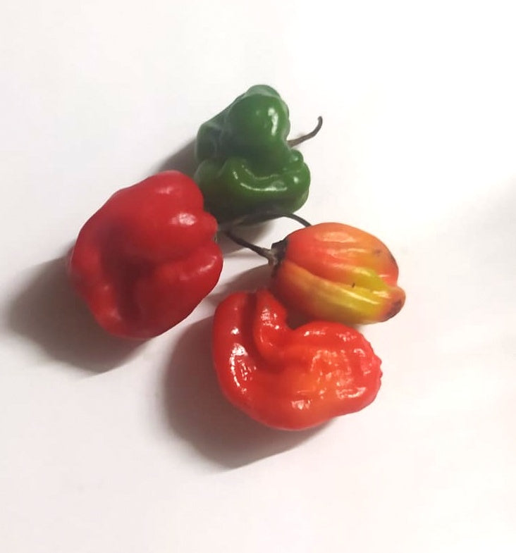 Mon Jardin Tropical- Graines de piment fort - Capsicum  - Piment fort des Antilles - piment végétal