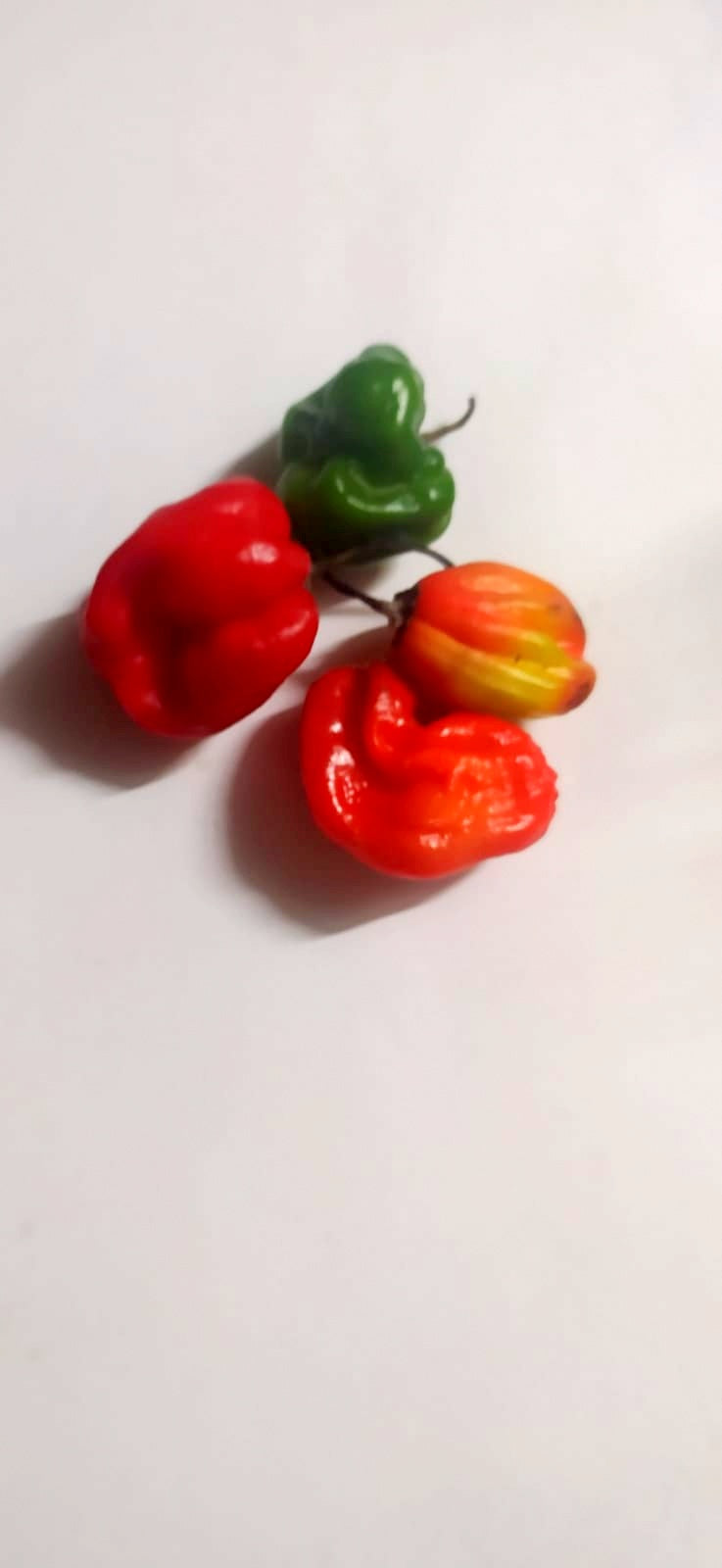 Mon Jardin Tropical- Graines de piment fort - Capsicum  - Piment fort des Antilles - piment végétal