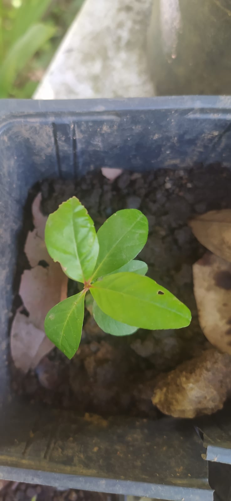 10 graines Ylang Ylang, Arbre de Cananga odorata Arbre à parfum, Kenangaw, Ilang-Ilang,Arbre à huile de Macassar, Graines d’Ylang-Ylangbaum-Mon Jardin Tropical-