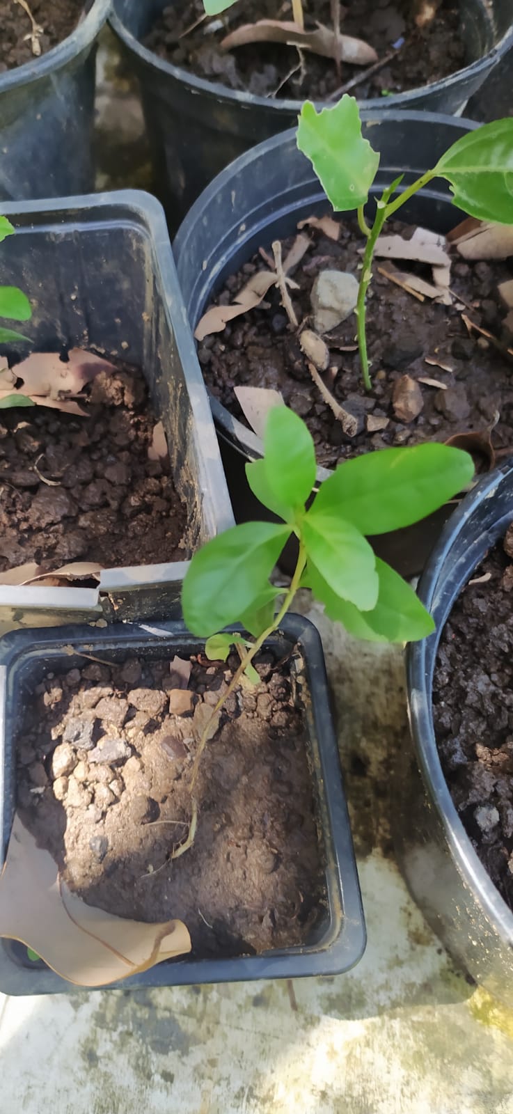 10 graines Ylang Ylang, Arbre de Cananga odorata Arbre à parfum, Kenangaw, Ilang-Ilang,Arbre à huile de Macassar, Graines d’Ylang-Ylangbaum-Mon Jardin Tropical-