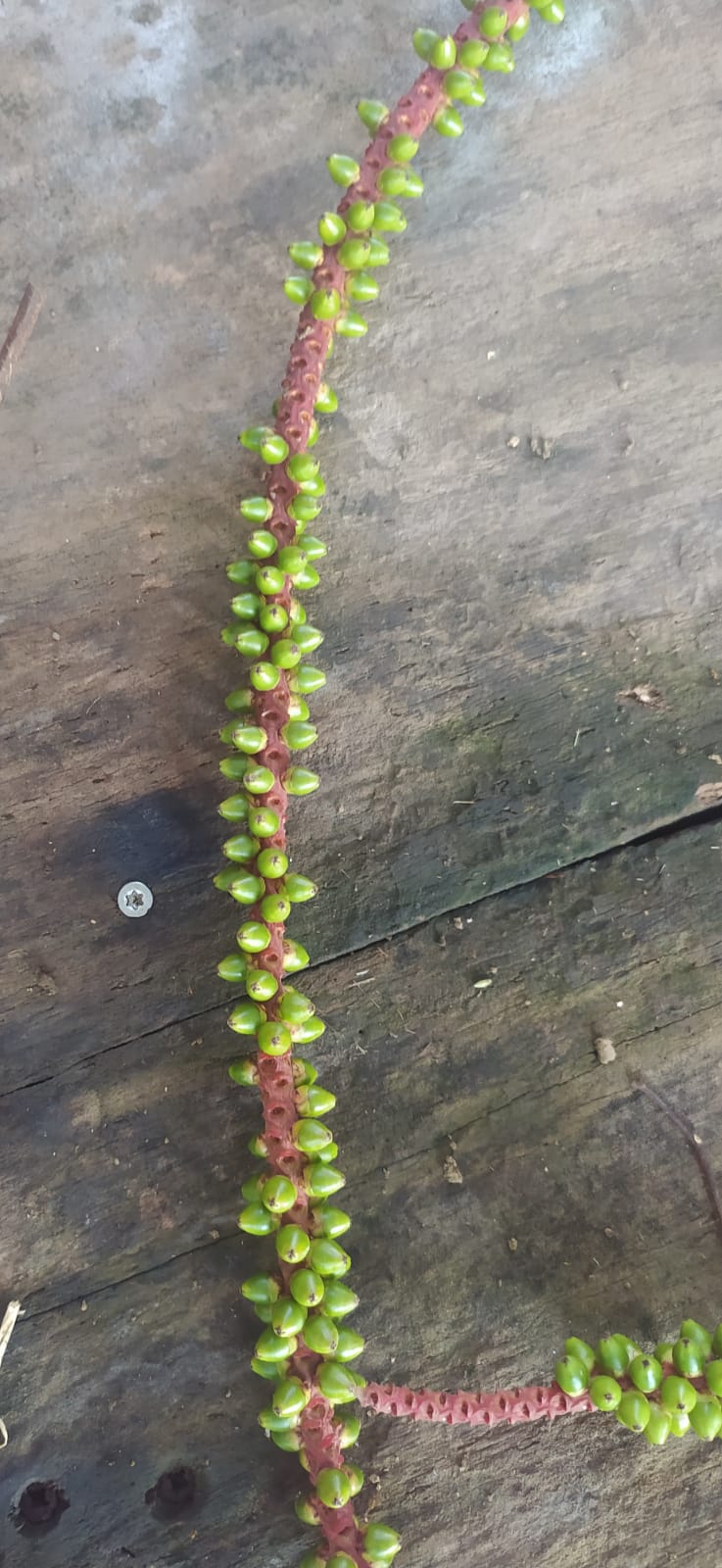 Mon Jardin Tropical- 5 Graines palmier rouge - graines de multipliants rouge - Cyrtostachys Renda - Palmier rouge à lèvres, Palmier à troncs rouges, Lipstick palm