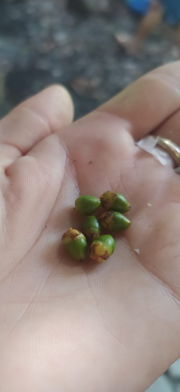 Mon Jardin Tropical- 5 Graines palmier rouge - graines de multipliants rouge - Cyrtostachys Renda - Palmier rouge à lèvres, Palmier à troncs rouges, Lipstick palm