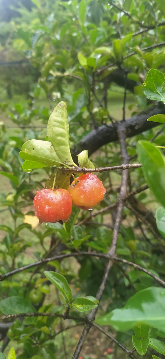 5 Graines de Cerise des Antilles Guadeloupe ou Graines de Cerise Pays - Graines de Acérolier Malpighia Punicifolia - Acérolier -semences