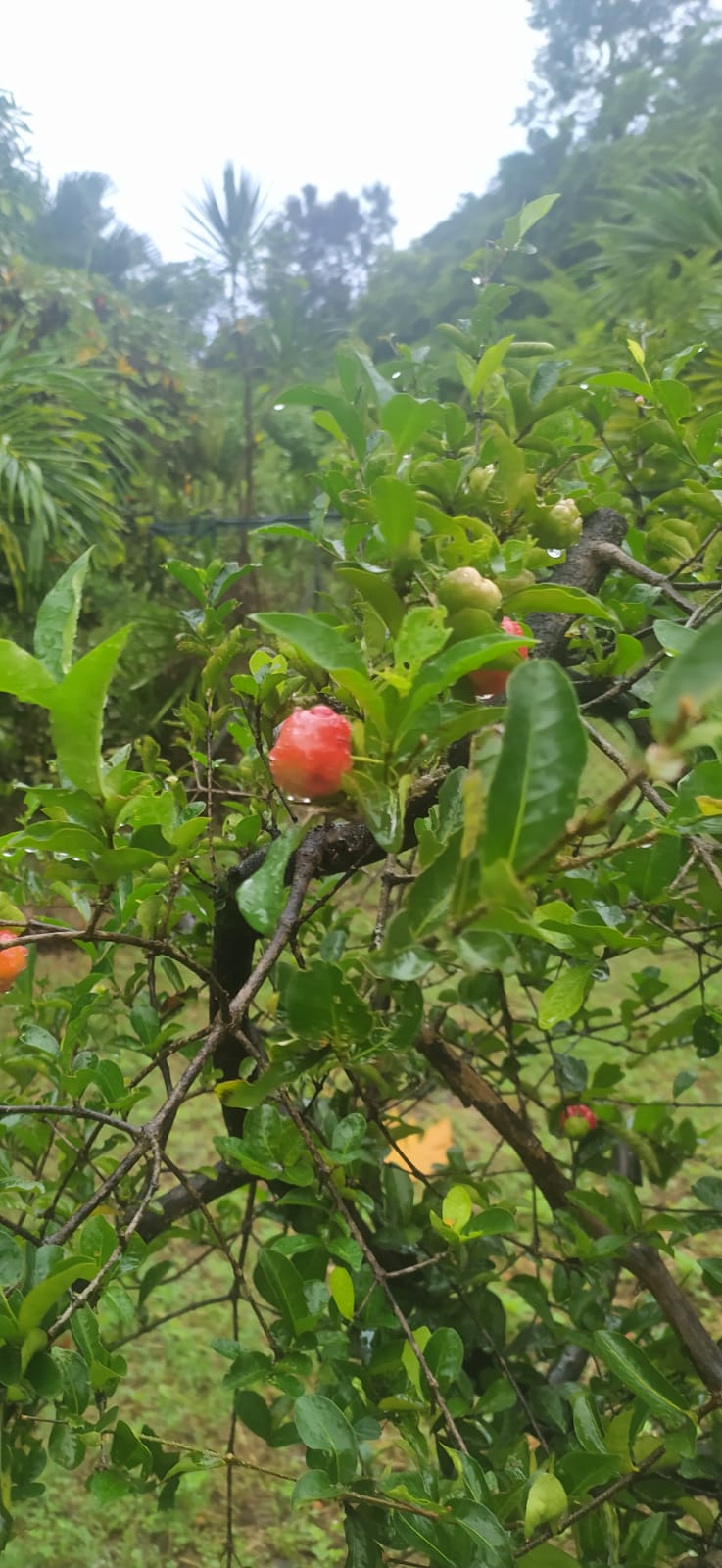 5 Graines de Cerise des Antilles Guadeloupe ou Graines de Cerise Pays - Graines de Acérolier Malpighia Punicifolia - Acérolier -semences