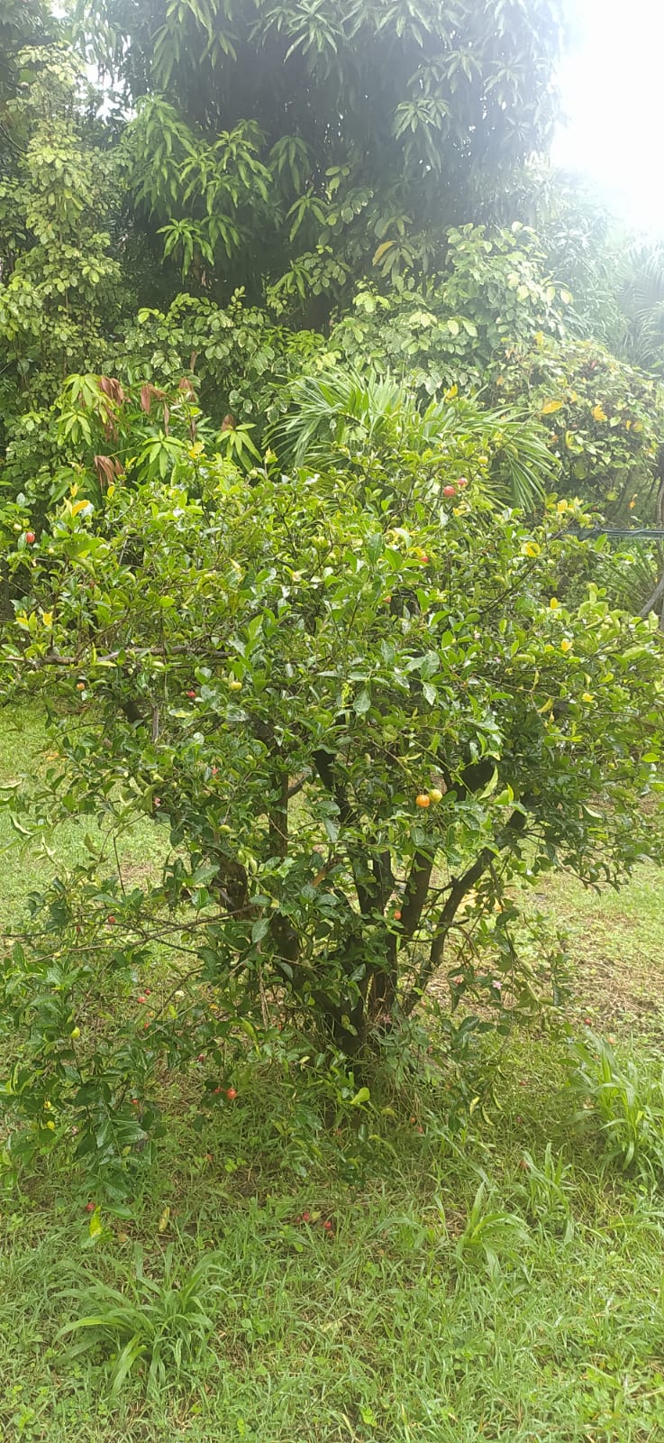 5 Graines de Cerise des Antilles Guadeloupe ou Graines de Cerise Pays - Graines de Acérolier Malpighia Punicifolia - Acérolier -semences