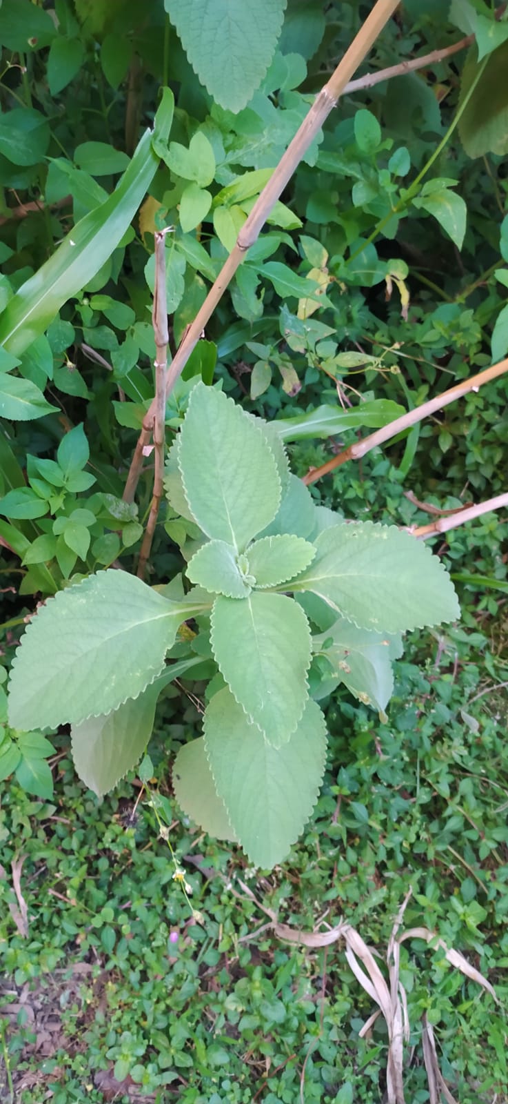 10 gr de feuilles fraîches gros thym- Gros thym antillais - Plectranthus amboinicus - Coleus amboinicus appelé notamment Gros thym, Menthe indienne, Origan cubain ou Oreille, Mon Jardin Tropical-