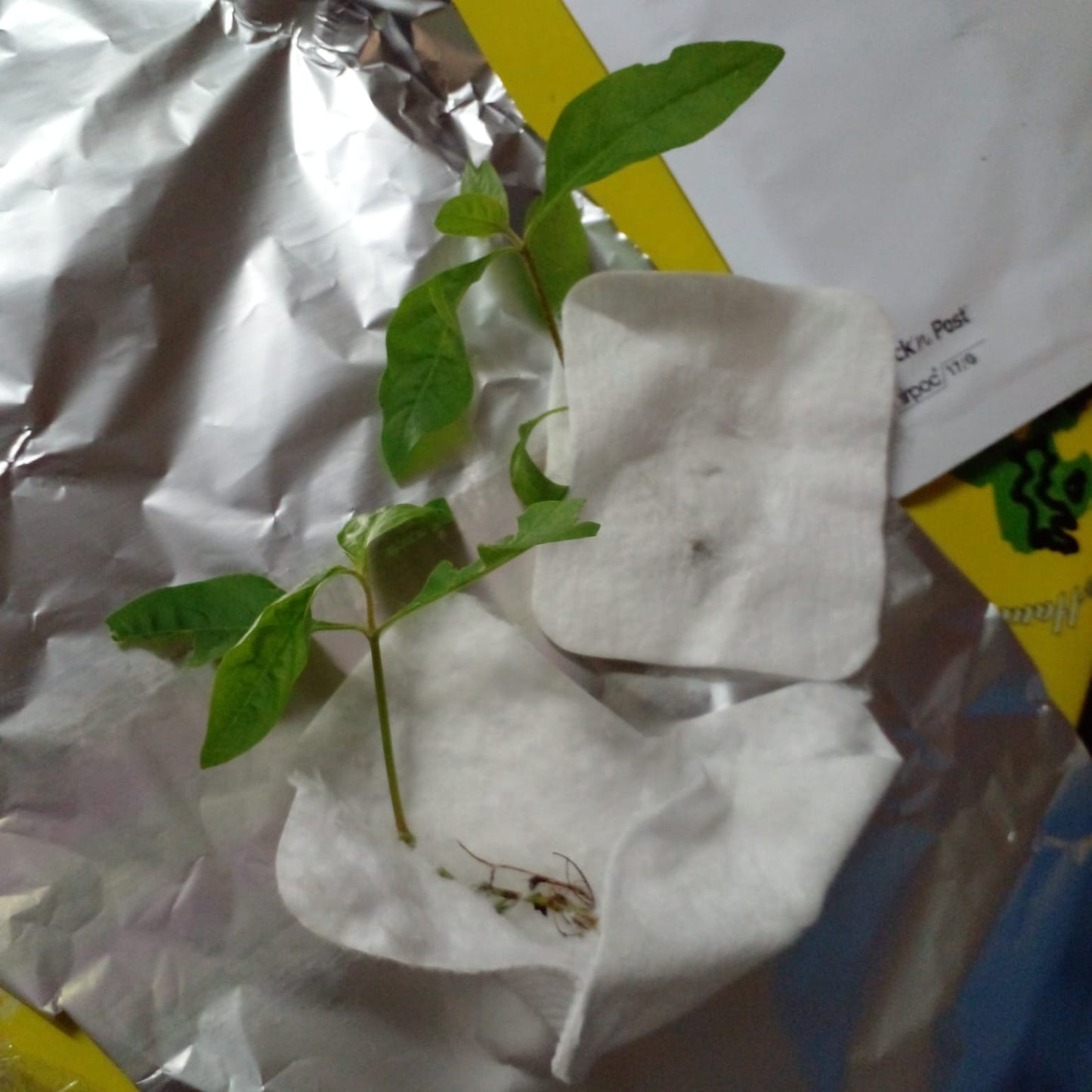 Mon Jardin Tropical- Pieds d' Ylang Ylang d'environ 10 cm de hauteur avec racines, Arbre de Cananga odorata Arbre à parfum, Kenangaw, Ilang-Ilang