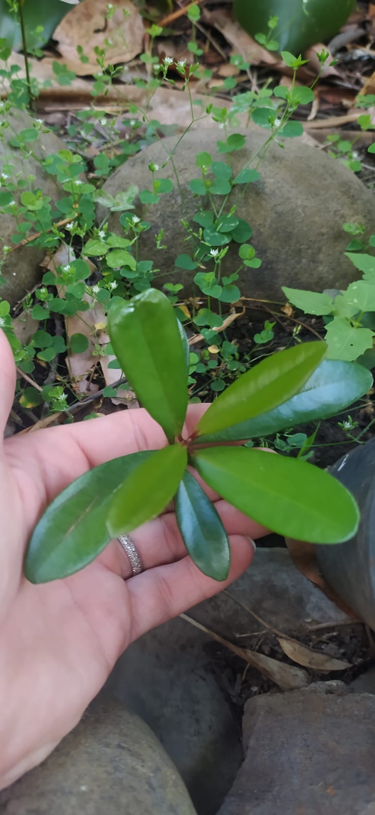 Mon Jardin Tropical- Plants de bois d'inde - pieds pimenta racemosa