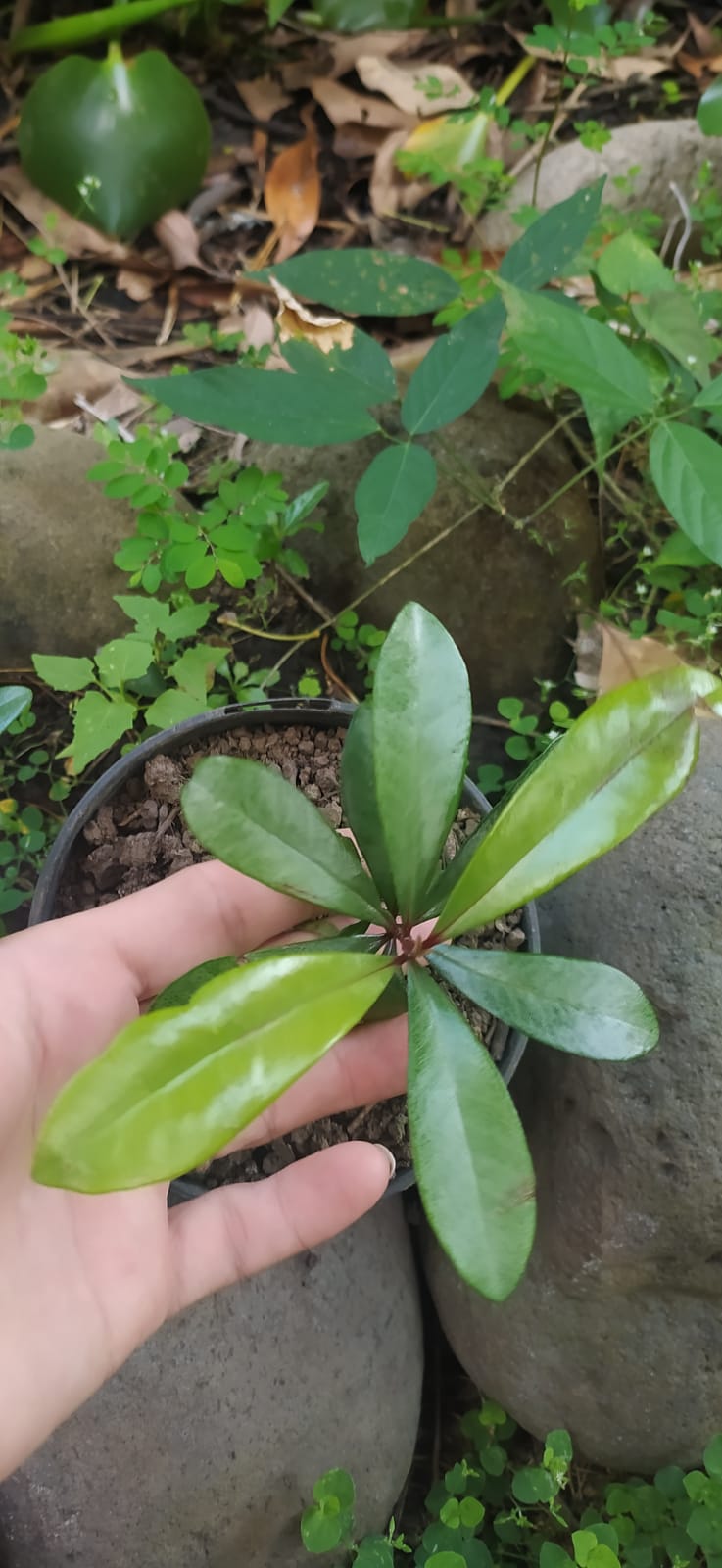 Feuilles fraîches de Bois d'Inde