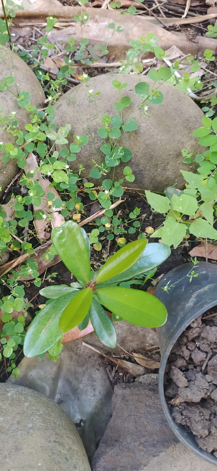 Mon Jardin Tropical- Plants de bois d'inde - pieds pimenta racemosa