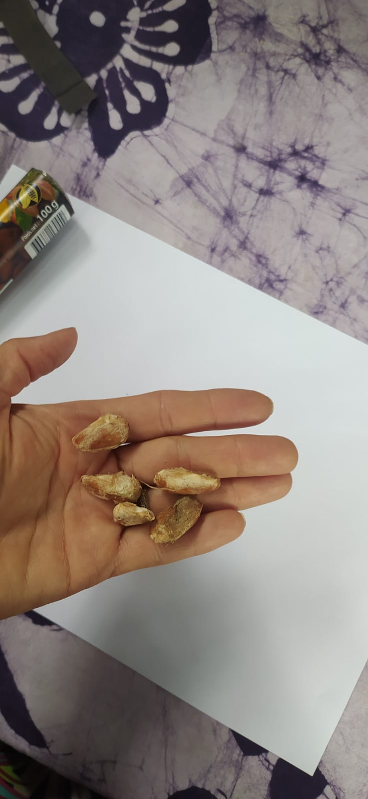 Mon Jardin Tropical- Coffret chocolat cacao gourmand - 5 Graines de cacaoyer à semer de Guadeloupe et un bâton de Kako 100g /Pure pâte chocolat-Arbre à chocolat