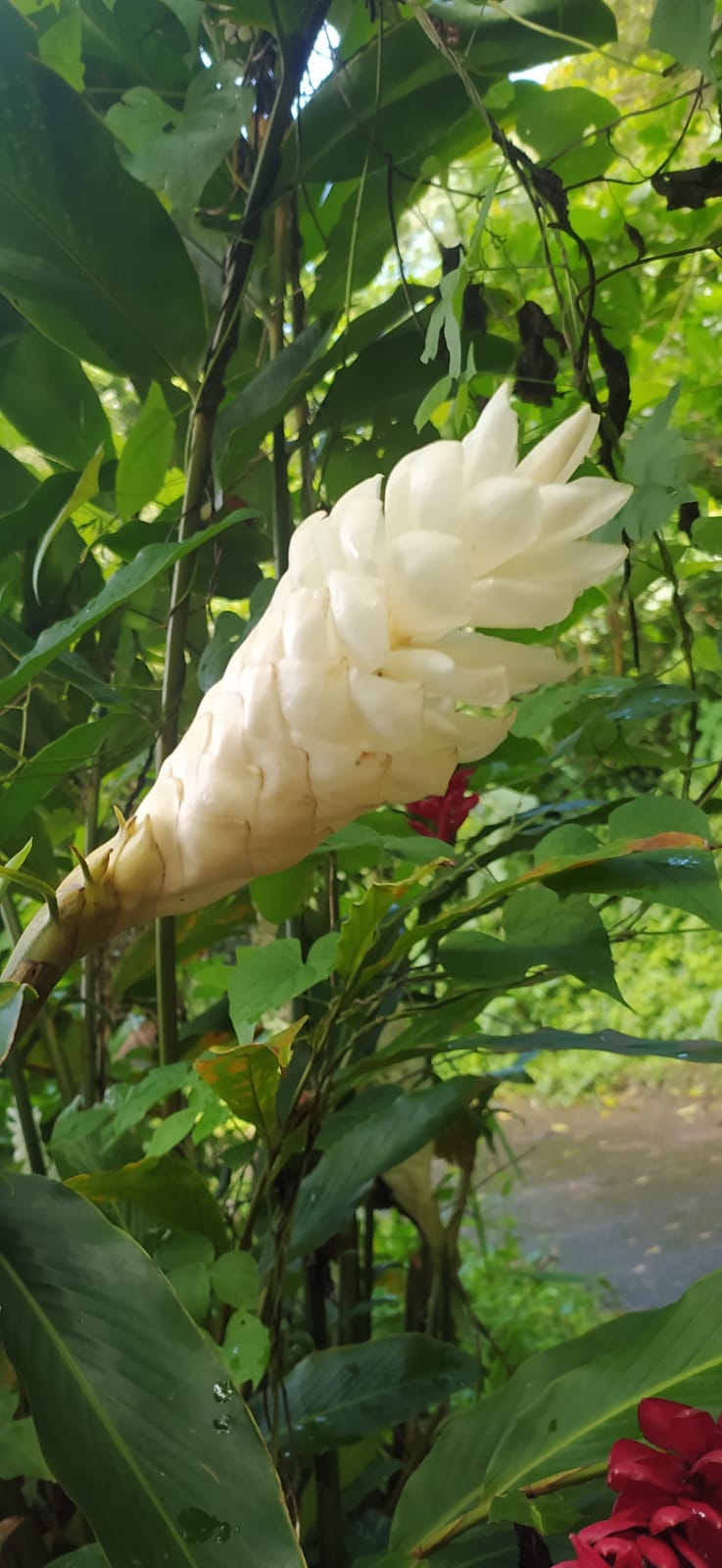Rhyzome Alpinia blanche - alpinia purpurata -madikera white - gingembre cannelle - Alpinia grandis, Guillainia novo-ebudica, Guillainia purpurata
