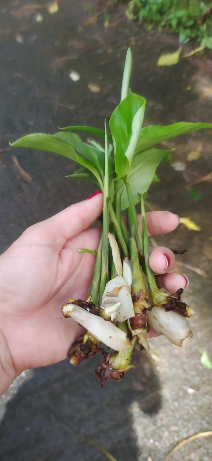 Rhyzome Alpinia blanche - alpinia purpurata -madikera white - gingembre cannelle - Alpinia grandis, Guillainia novo-ebudica, Guillainia purpurata