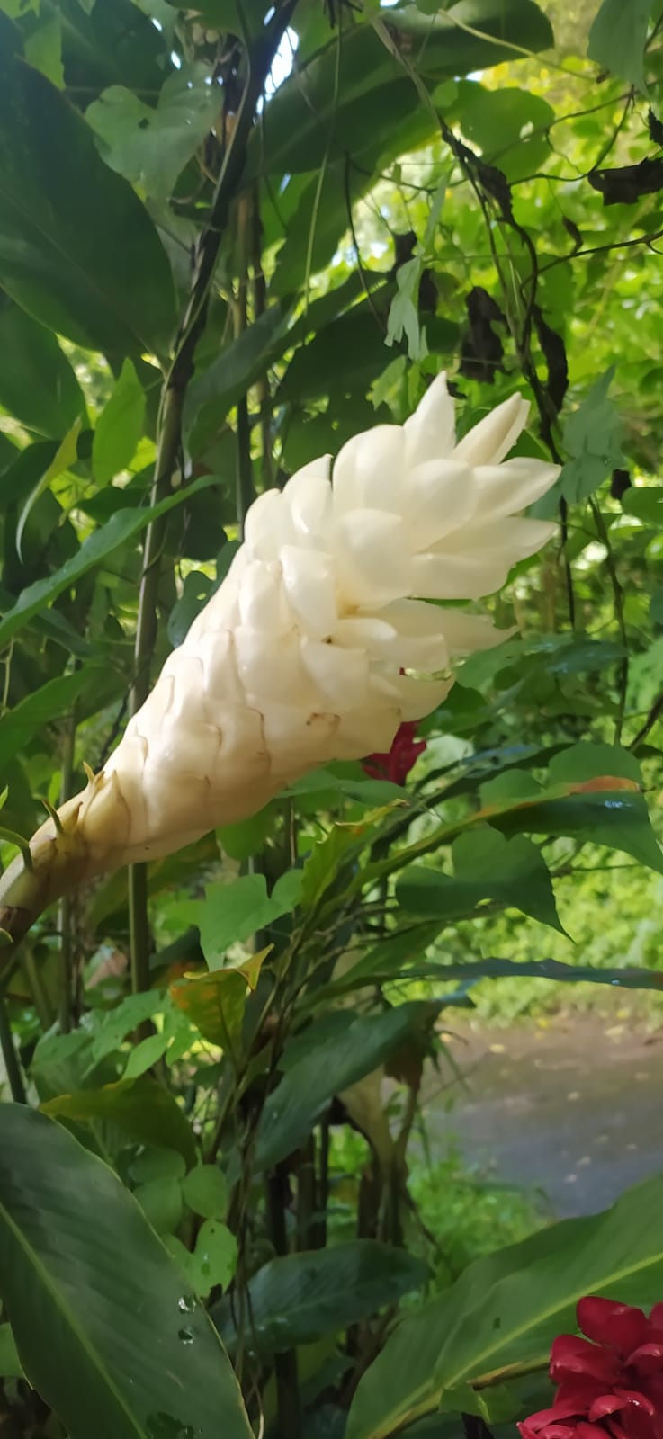 Rhyzome Alpinia blanche - alpinia purpurata -madikera white - gingembre cannelle - Alpinia grandis, Guillainia novo-ebudica, Guillainia purpurata