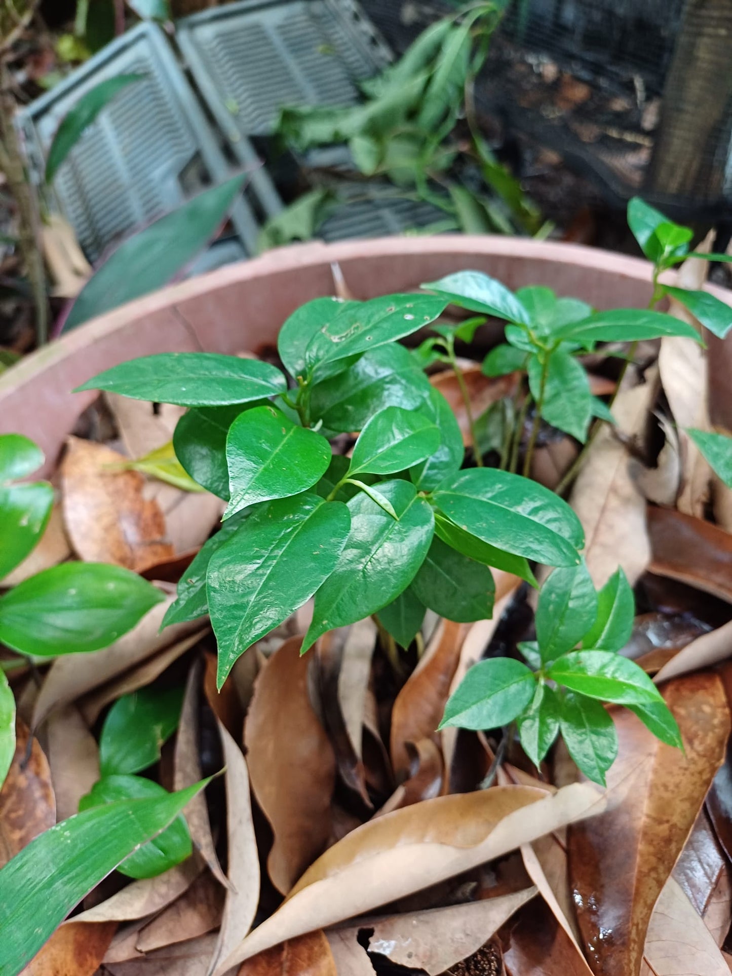100 gr de feuilles fraîches Corossolier -  Annoma Muricata  - feuille de corossol - Feuilles de corossol biologique - Graviola - Feuilles de corossol en gros/en vrac, Feuilles de graviola | Boissons au guanabana, thé au corossol