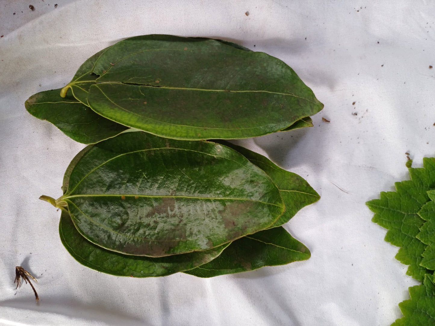100 gr de feuilles fraîches Corossolier -  Annoma Muricata  - feuille de corossol - Feuilles de corossol biologique - Graviola - Feuilles de corossol en gros/en vrac, Feuilles de graviola | Boissons au guanabana, thé au corossol