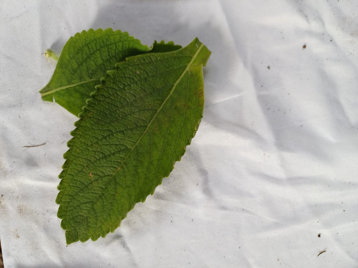 10 gr de feuilles fraîches Faux patchouli TETRADENIA RIPARIA