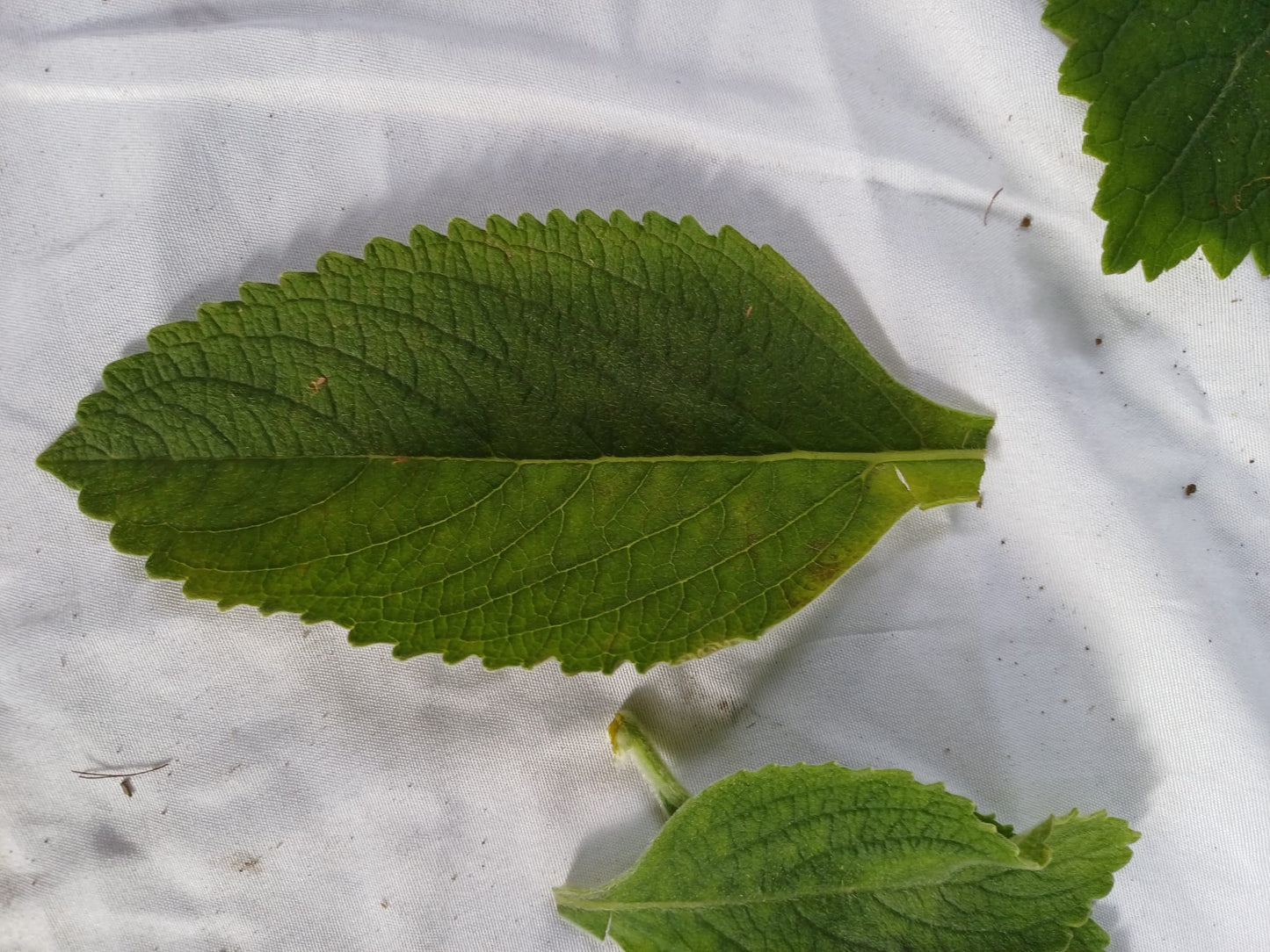 10 gr de feuilles fraîches Faux patchouli TETRADENIA RIPARIA