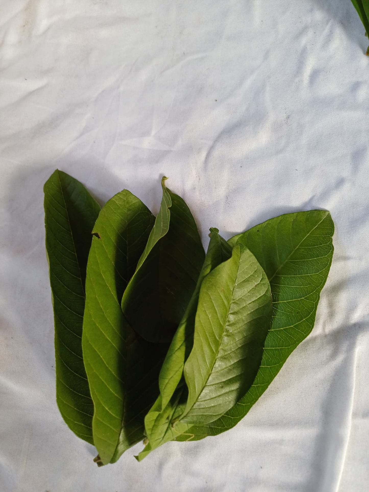 Feuilles fraîches Goyavier cueillies à la main du jardin- Feuilles de goyave 100% biologiques, vertes fraîches, feuilles de goyave psidium , meilleure tisane naturelle de goyave 100% guava Psidium guajava | Organic, Wild Crafted