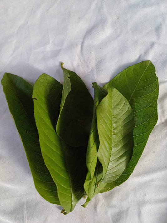 Feuilles fraîches Goyavier cueillies à la main du jardin- Feuilles de goyave 100% biologiques, vertes fraîches, feuilles de goyave psidium , meilleure tisane naturelle de goyave 100% guava Psidium guajava | Organic, Wild Crafted