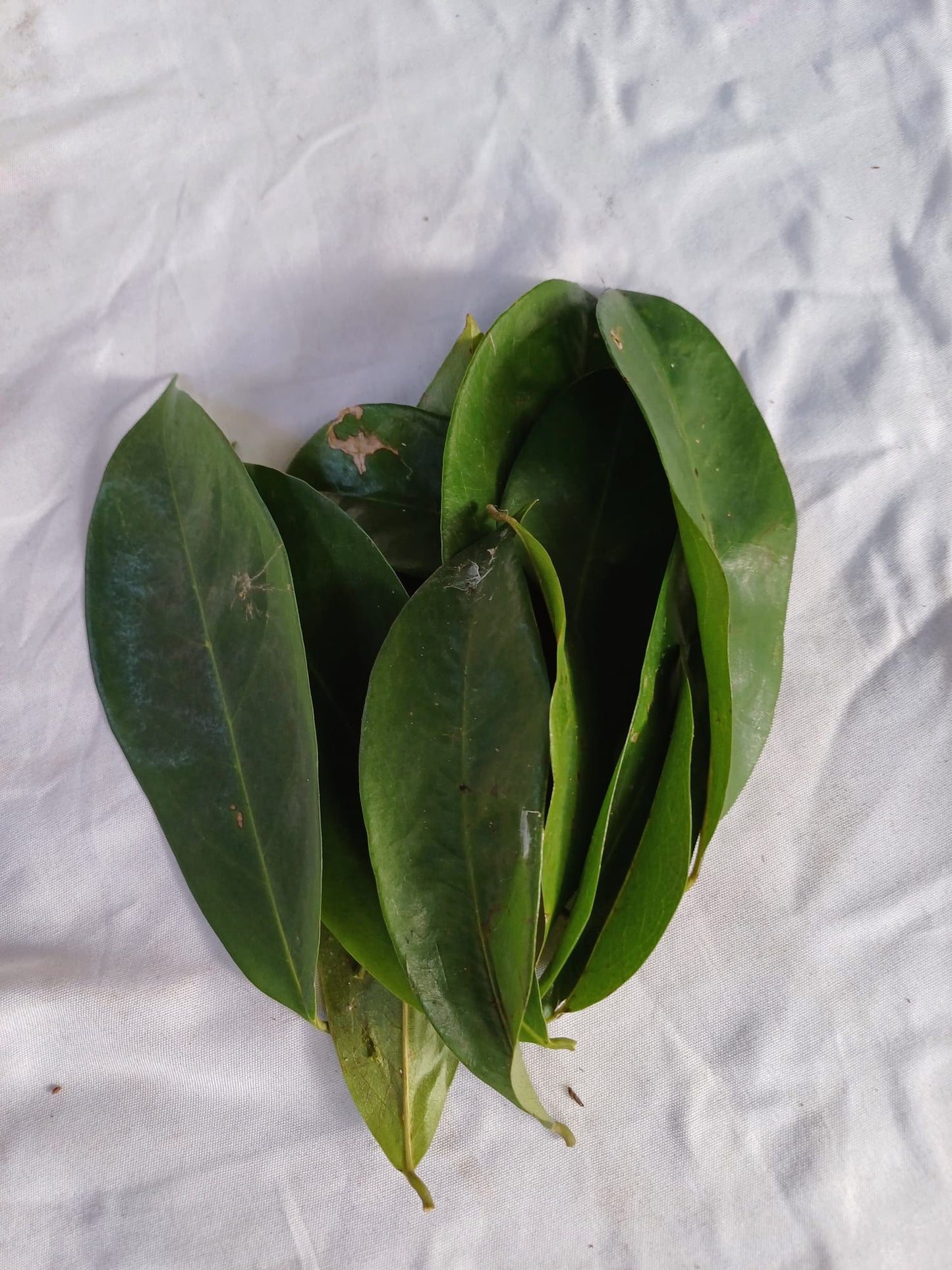 100 gr de feuilles fraîches Corossolier -  Annoma Muricata  - feuille de corossol - Feuilles de corossol biologique - Graviola - Feuilles de corossol en gros/en vrac, Feuilles de graviola | Boissons au guanabana, thé au corossol