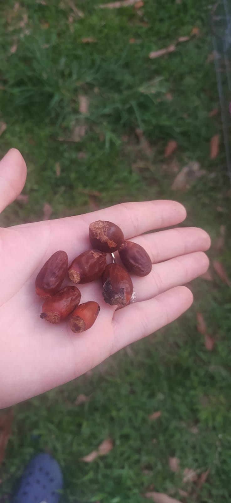 Graines Litchi fraîches- letchi-  Litchi chinensis - graines de « fruit » rares - litchi, rouge-blanc, sangsue, fraise de Chine, litchi, sapindacées, lichen