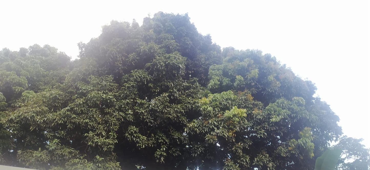 Graines Litchi fraîches- letchi-  Litchi chinensis - graines de « fruit » rares - litchi, rouge-blanc, sangsue, fraise de Chine, litchi, sapindacées, lichen