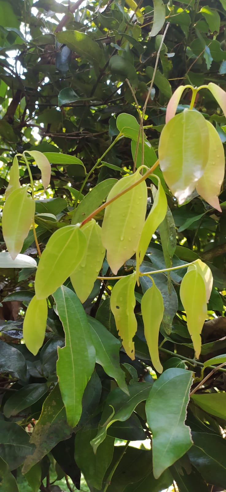 5 Graines de cannelle de Ceylan - semences de cannelier de Ceylan- vraie cannelle - Cinnamomum verum - Graines biologiques d'extérieur et d'intérieur