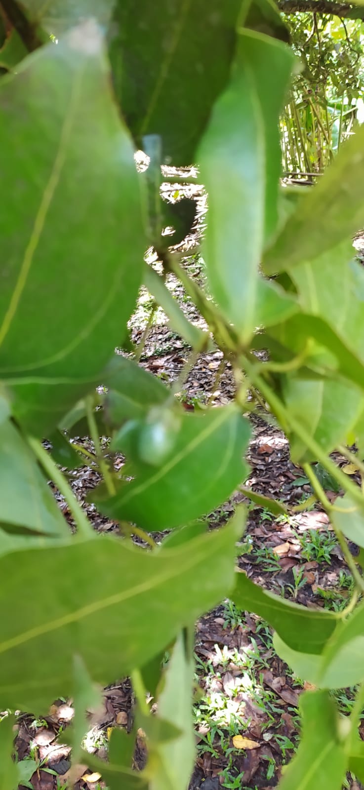 5 Graines de cannelle de Ceylan - semences de cannelier de Ceylan- vraie cannelle - Cinnamomum verum - Graines biologiques d'extérieur et d'intérieur