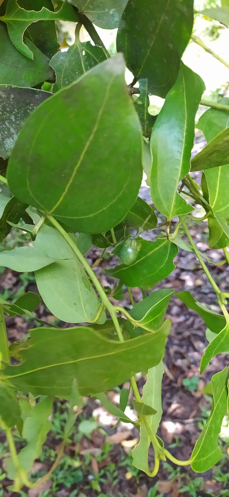 5 Graines de cannelle de Ceylan - semences de cannelier de Ceylan- vraie cannelle - Cinnamomum verum - Graines biologiques d'extérieur et d'intérieur