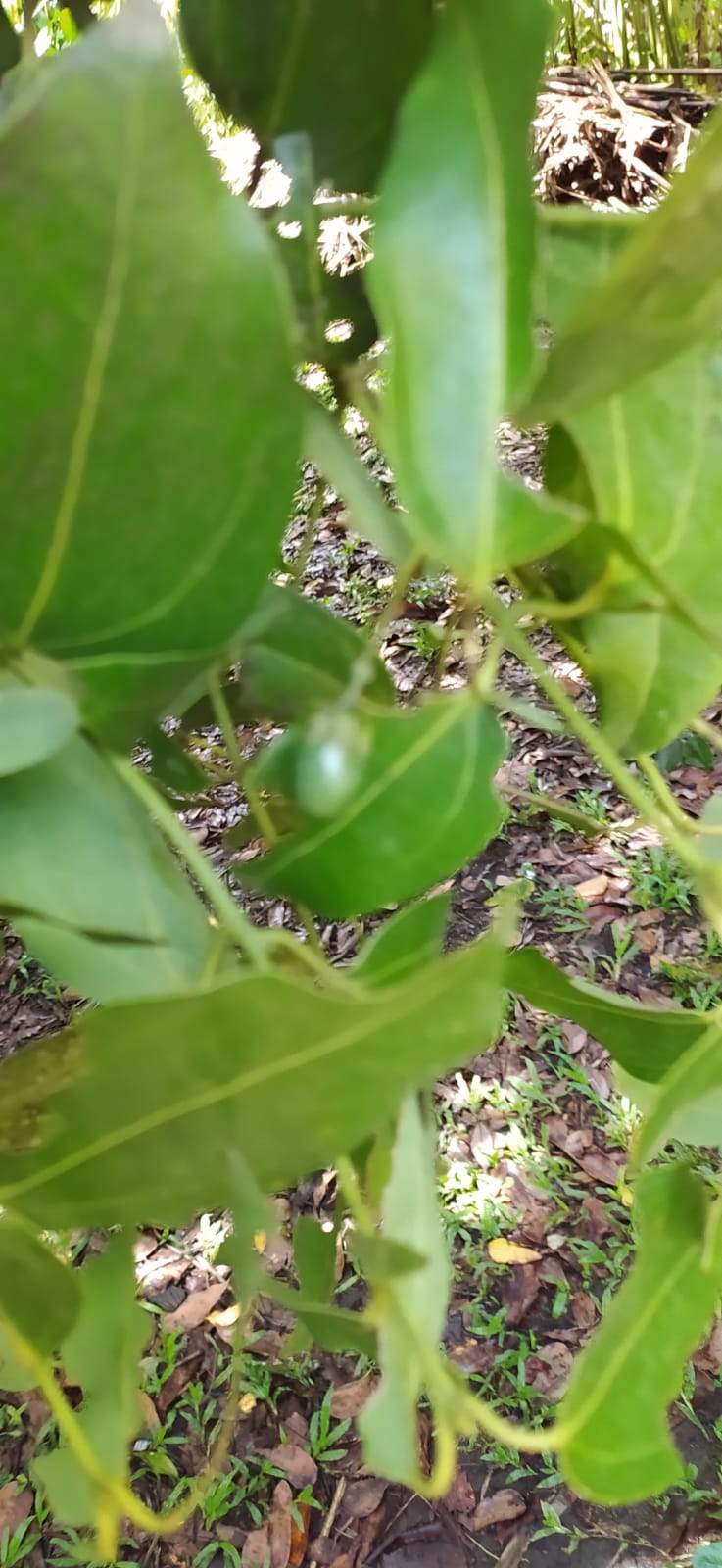 5 Graines de cannelle de Ceylan - semences de cannelier de Ceylan- vraie cannelle - Cinnamomum verum - Graines biologiques d'extérieur et d'intérieur