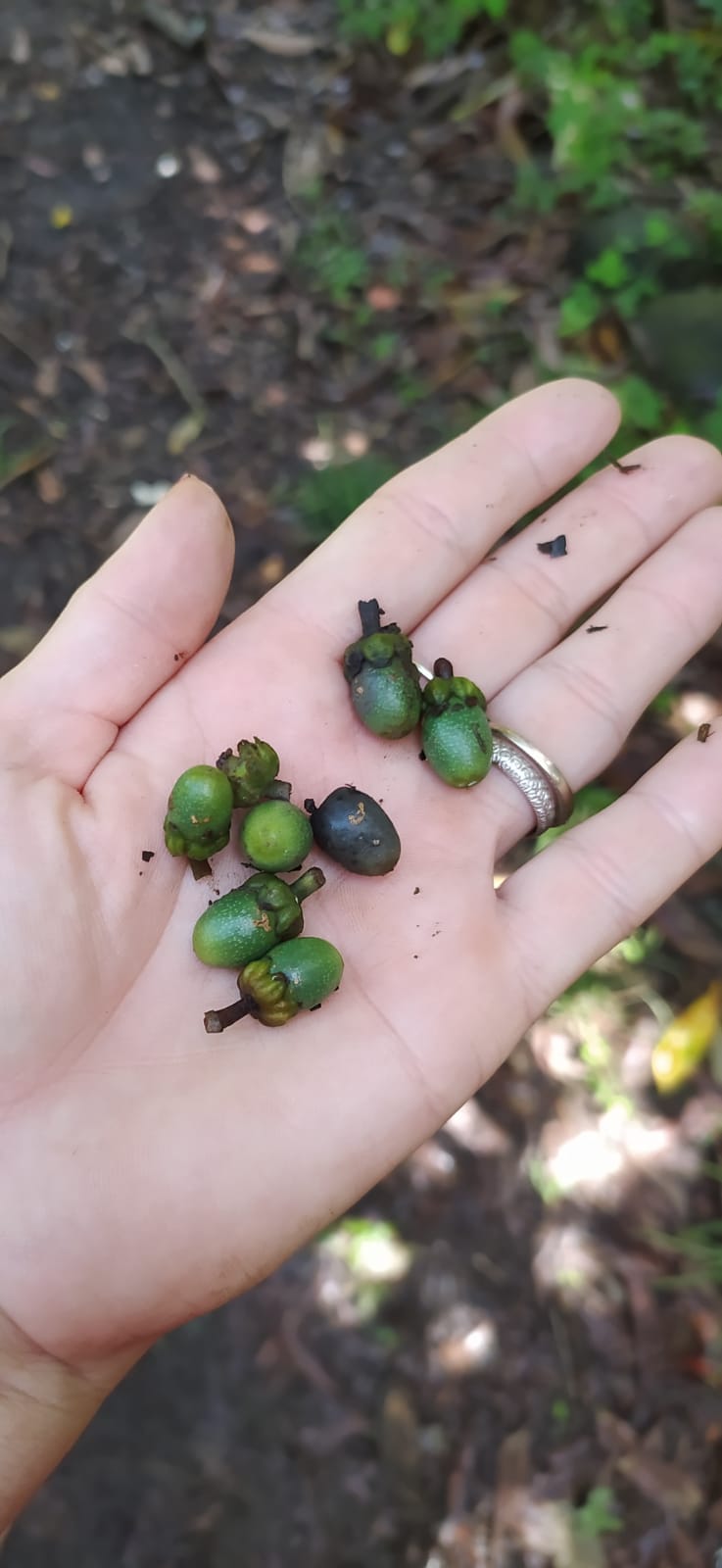 5 Graines de cannelle de Ceylan - semences de cannelier de Ceylan- vraie cannelle - Cinnamomum verum - Graines biologiques d'extérieur et d'intérieur