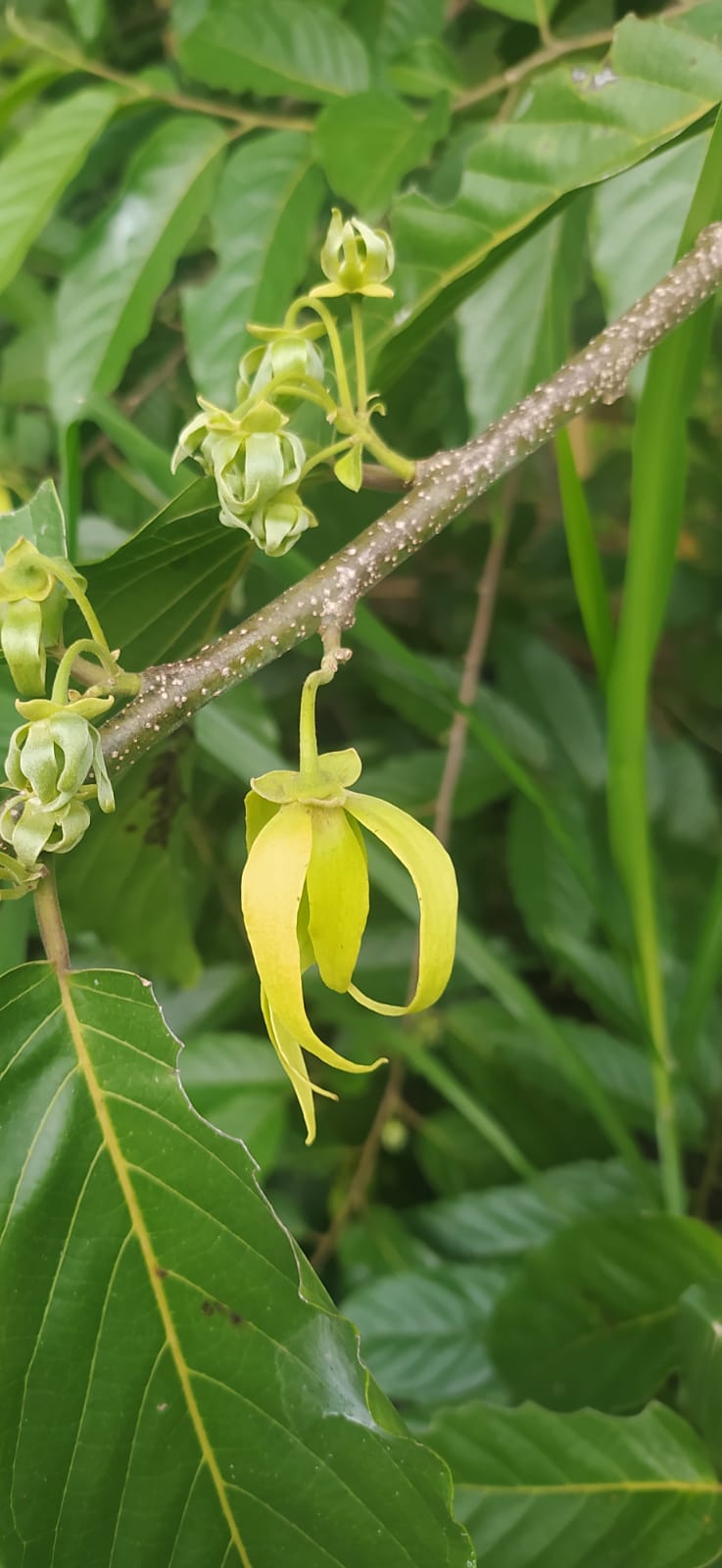 10 graines Ylang Ylang, Arbre de Cananga odorata Arbre à parfum, Kenangaw, Ilang-Ilang,Arbre à huile de Macassar, Graines d’Ylang-Ylangbaum-Mon Jardin Tropical-