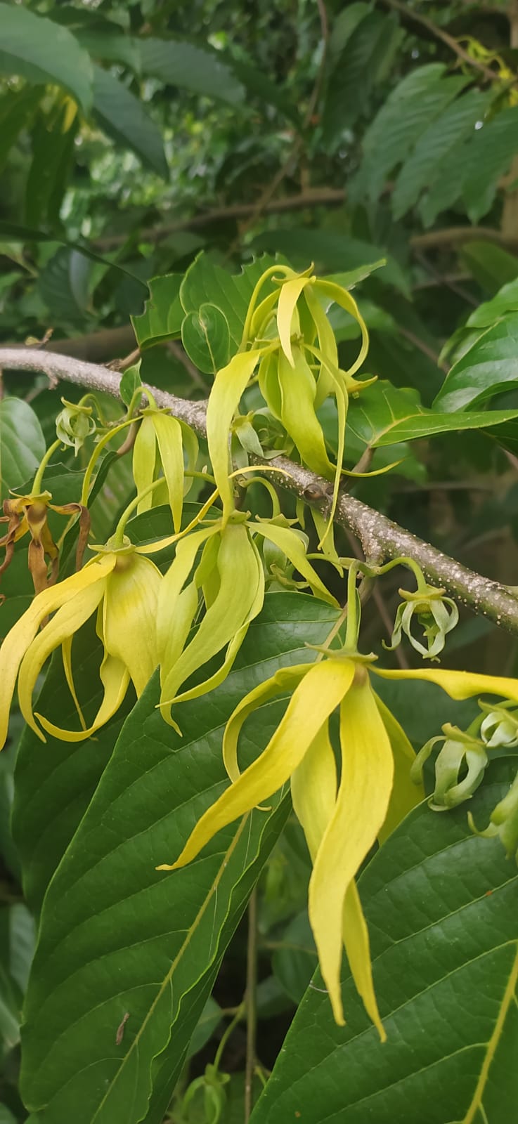 10 graines Ylang Ylang, Arbre de Cananga odorata Arbre à parfum, Kenangaw, Ilang-Ilang,Arbre à huile de Macassar, Graines d’Ylang-Ylangbaum-Mon Jardin Tropical-