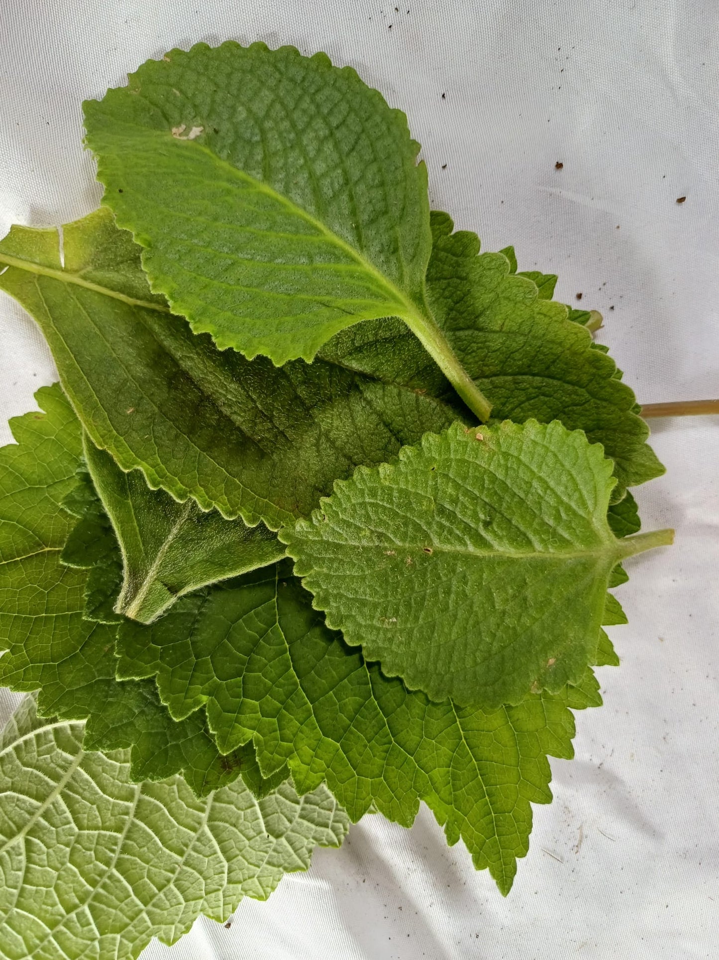 10 gr de feuilles fraîches gros thym- Gros thym antillais - Plectranthus amboinicus - Coleus amboinicus appelé notamment Gros thym, Menthe indienne, Origan cubain ou Oreille, Mon Jardin Tropical-