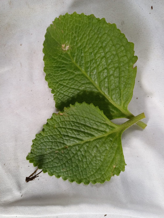 10 gr de feuilles fraîches gros thym- Gros thym antillais - Plectranthus amboinicus - Coleus amboinicus appelé notamment Gros thym, Menthe indienne, Origan cubain ou Oreille, Mon Jardin Tropical-