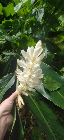 Mon Jardin Tropical- Lot 3 inflorescences/rhyzomes Alpinia rose/rouge/blanche - alpinia purpurata -Alpinia grandis, Guillainia novo-ebudica, Guillainia purpurata