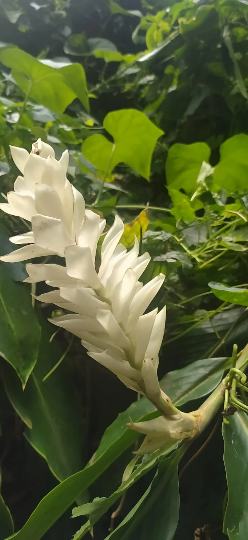 Mon Jardin Tropical- Lot 3 inflorescences/rhyzomes Alpinia rose/rouge/blanche - alpinia purpurata -Alpinia grandis, Guillainia novo-ebudica, Guillainia purpurata