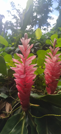 Mon Jardin Tropical- Lot 3 inflorescences/rhyzomes Alpinia rose/rouge/blanche - alpinia purpurata -Alpinia grandis, Guillainia novo-ebudica, Guillainia purpurata