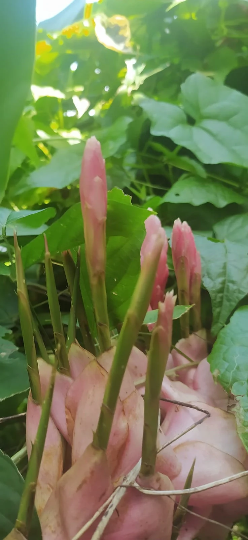 Mon Jardin Tropical- Lot 3 inflorescences/rhyzomes Alpinia rose/rouge/blanche - alpinia purpurata -Alpinia grandis, Guillainia novo-ebudica, Guillainia purpurata