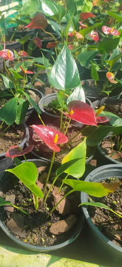 Mon Jardin Tropical- Anthurium - langue de feu - Anthurium andraeanum, Langue de feu, plante intérieur et jardin