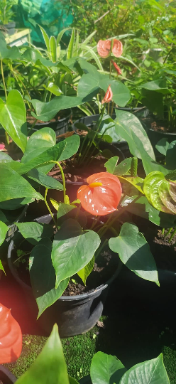 Mon Jardin Tropical- Anthurium - langue de feu - Anthurium andraeanum, Langue de feu, plante intérieur et jardin